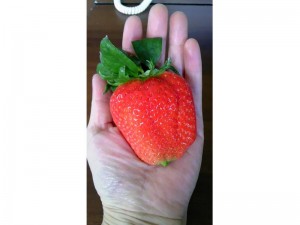 ８㎝×９㎝の超大型イチゴ　イチゴの育て方