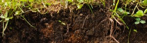 土壌診断　土壌改良　有機肥料　無農薬