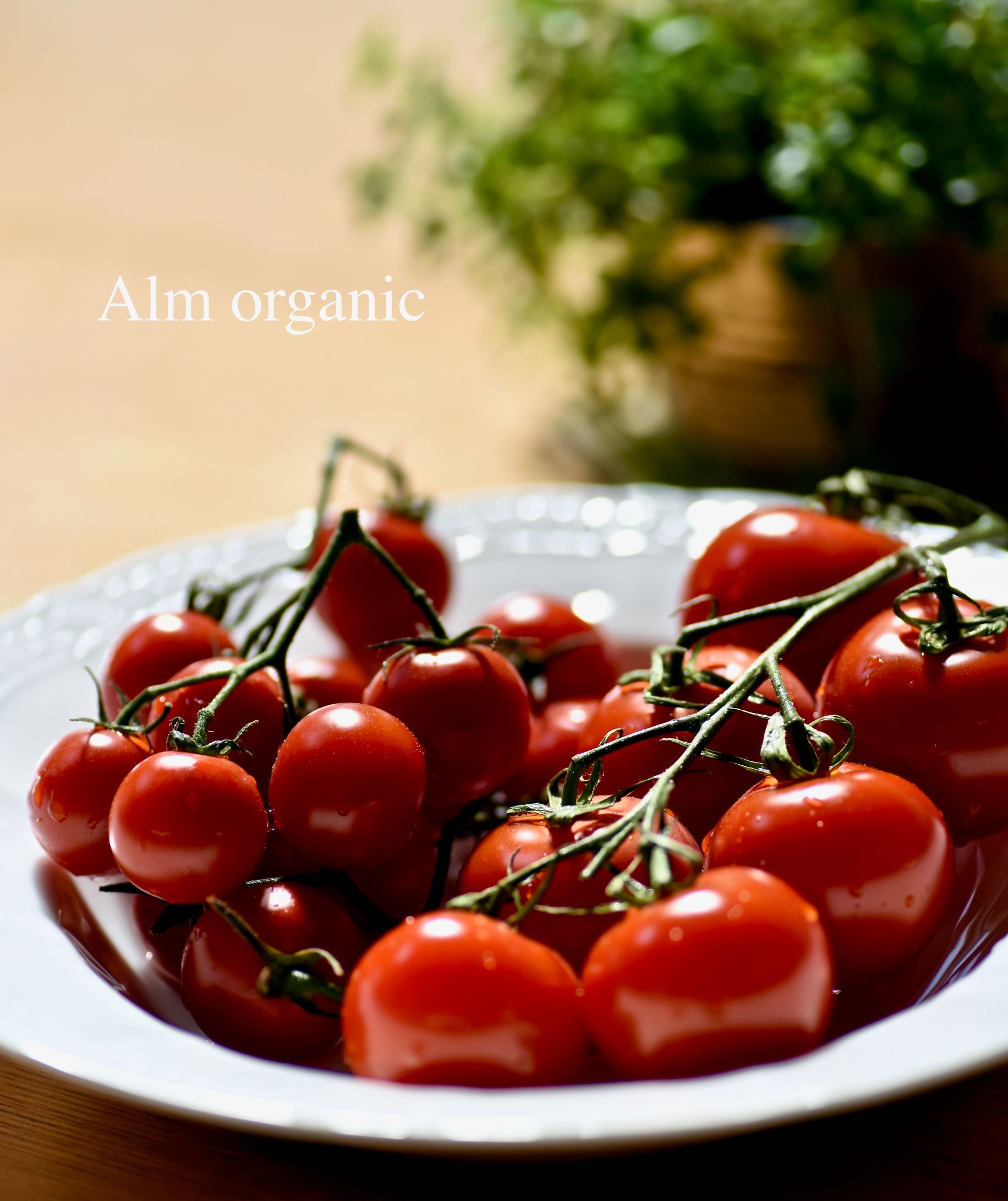 簡単そうで奥深い ミニトマト栽培 ー 作物栽培も対処療法 栽培 から根本療法 栽培 へ ー アルム農材