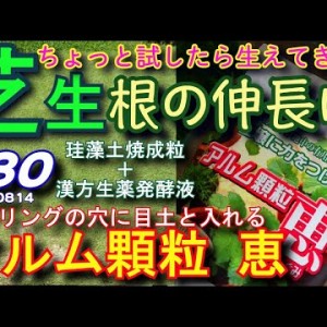 芝生根の伸長にアル厶顆粒恵