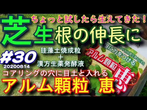 芝生根の伸長にアル厶顆粒恵