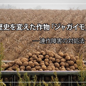 元気で美味しいアスパラガスの秘密 アレロパシーを知って障害を防ごう アルム農材 元気で美味しいアスパラガスの秘密 アレロパシーを知って障害を防ごう アルム農材