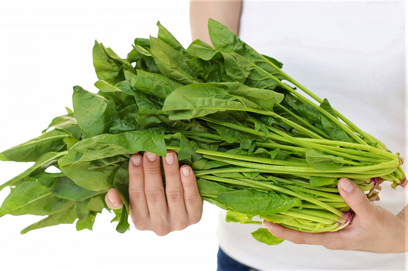 美味しいホウレンソウ作り 葉物野菜で気をつけたい硝酸態窒素 アルム農材