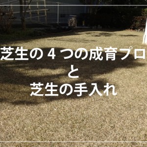 春の芝の４つの生育プロセスと芝生の手入れ