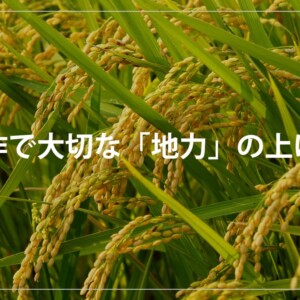 稲作で大切な「地力」の上げ方